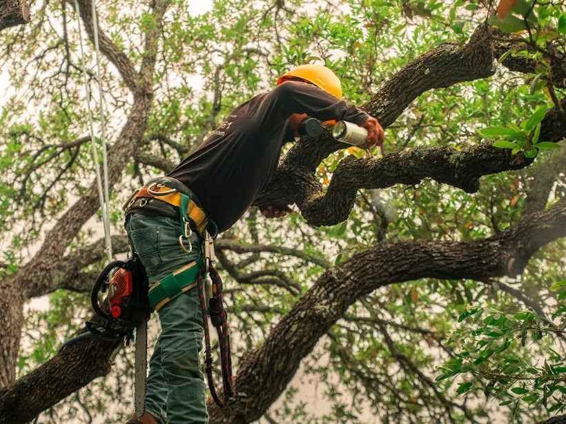 Working the canopy of a live oak, rope and harness