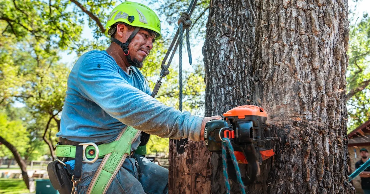 Sectioning a mature oak from the rope, sawdust mid-air