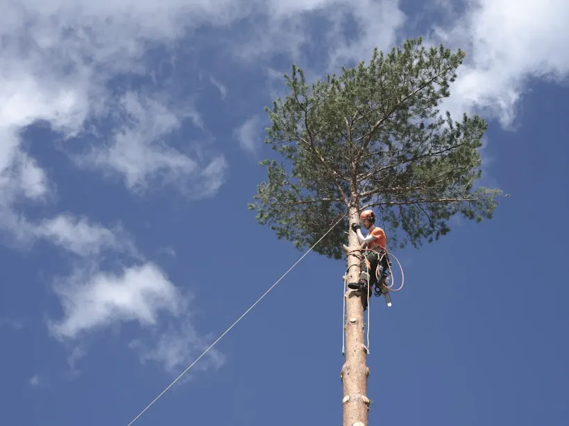 Topping out a loblolly pine, climber at the crown
